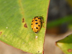 Hippodamia tredecimpunctata