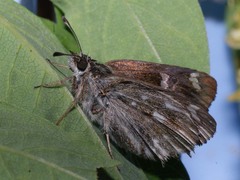 Muschampia floccifera