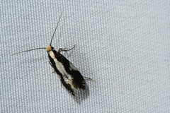 Agnippe prunifoliella
