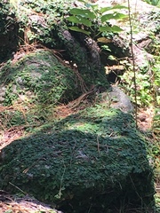 Ateuchosaurus pellopleurus