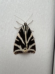 Euplagia quadripunctaria