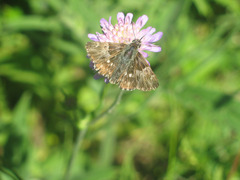 Muschampia floccifera