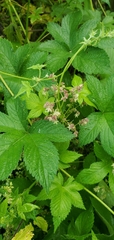 Humulus scandens