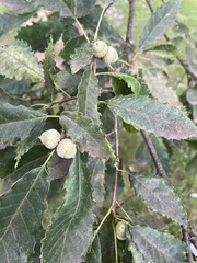 Quercus muehlenbergii