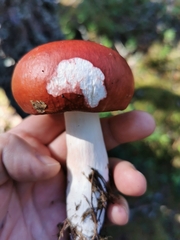 Russula paludosa