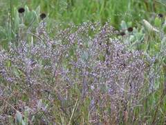 Limonium carolinianum