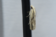 Eucosma olivaceana