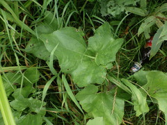 Petasites spurius