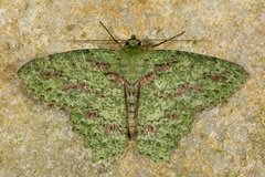 Herochroma baibarana