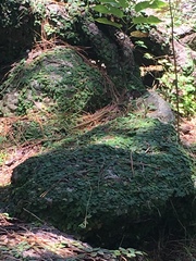 Ateuchosaurus pellopleurus