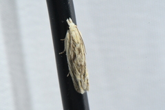 Eucosma olivaceana