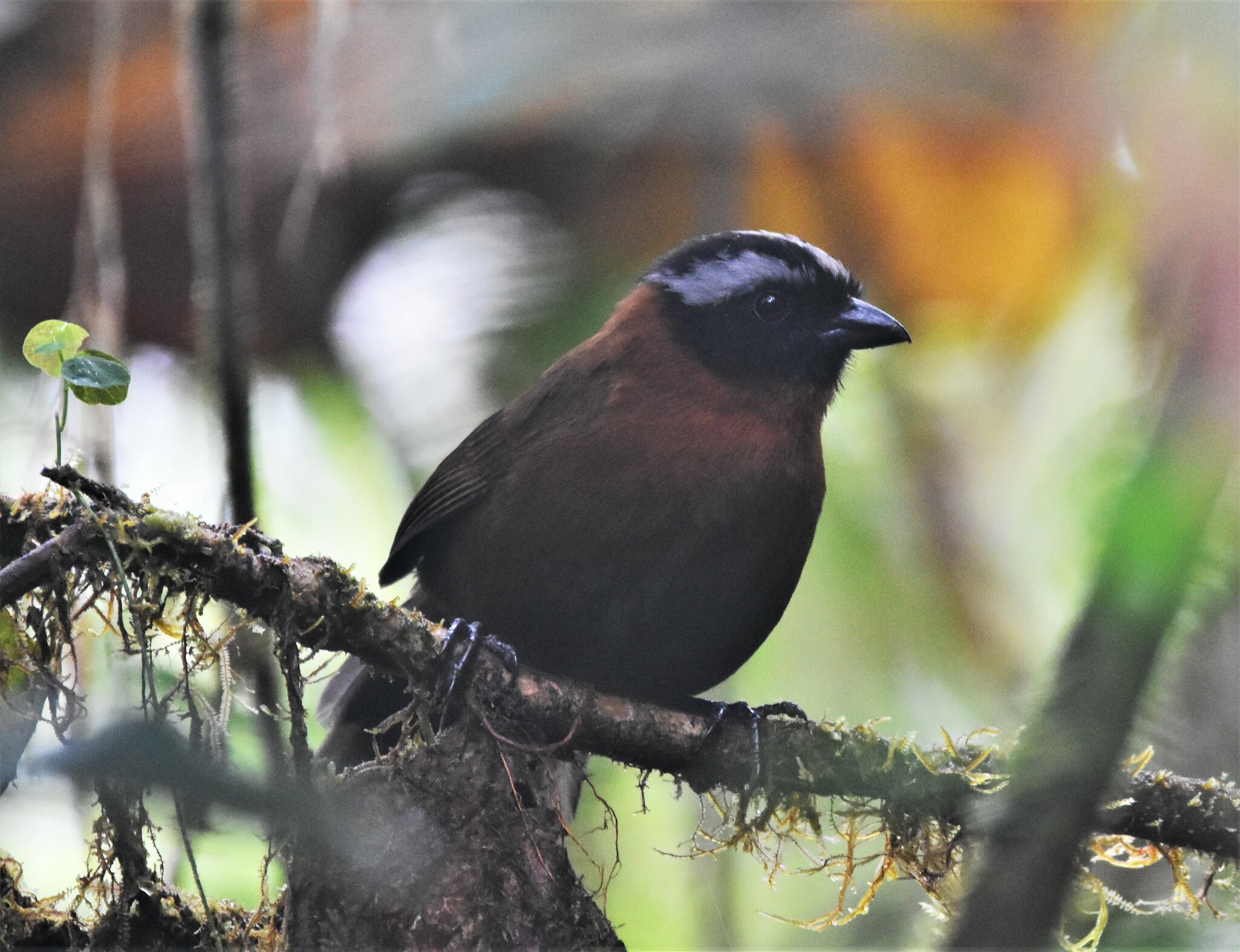 Tanager Finch (Oreothraupis arremonops), photo 7