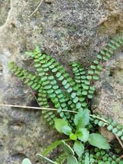 Asplenium trichomanes