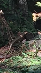 Ateuchosaurus pellopleurus