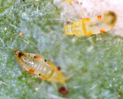 Thysanoptera
