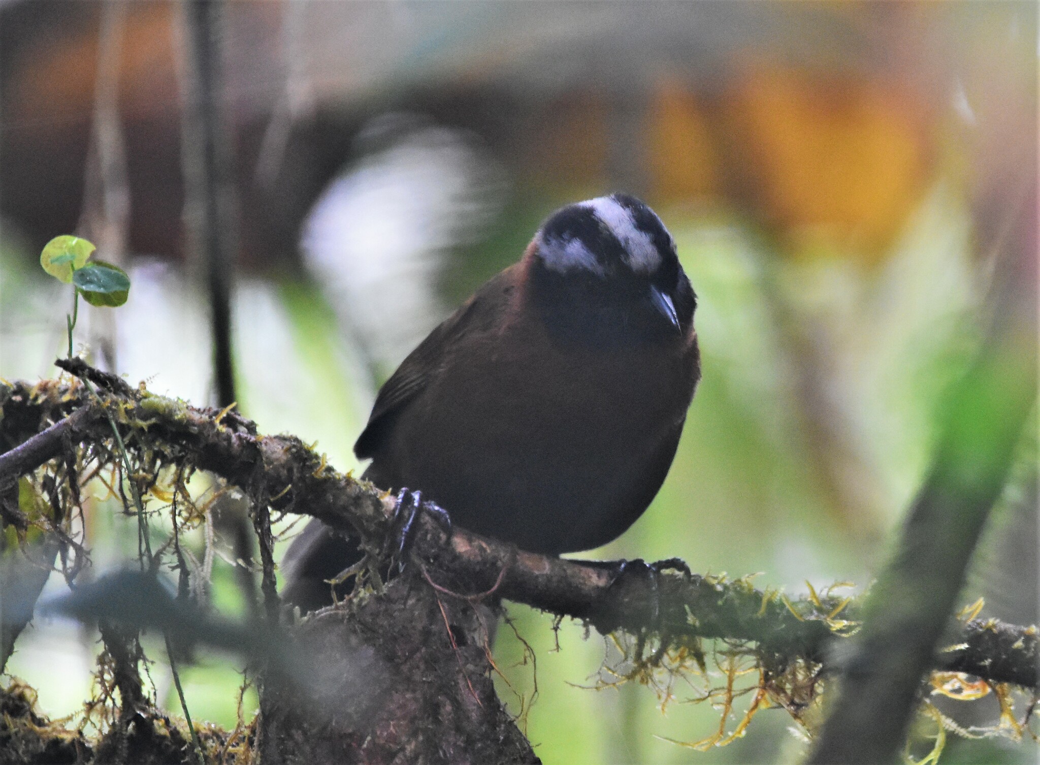 Tanager Finch (Oreothraupis arremonops), photo 8