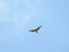 Circaetus gallicus