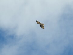Circaetus gallicus