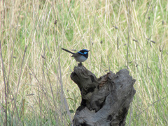 Malurus cyaneus