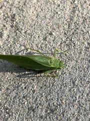 Microcentrum rhombifolium