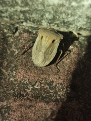 Chalcopis glandulosa