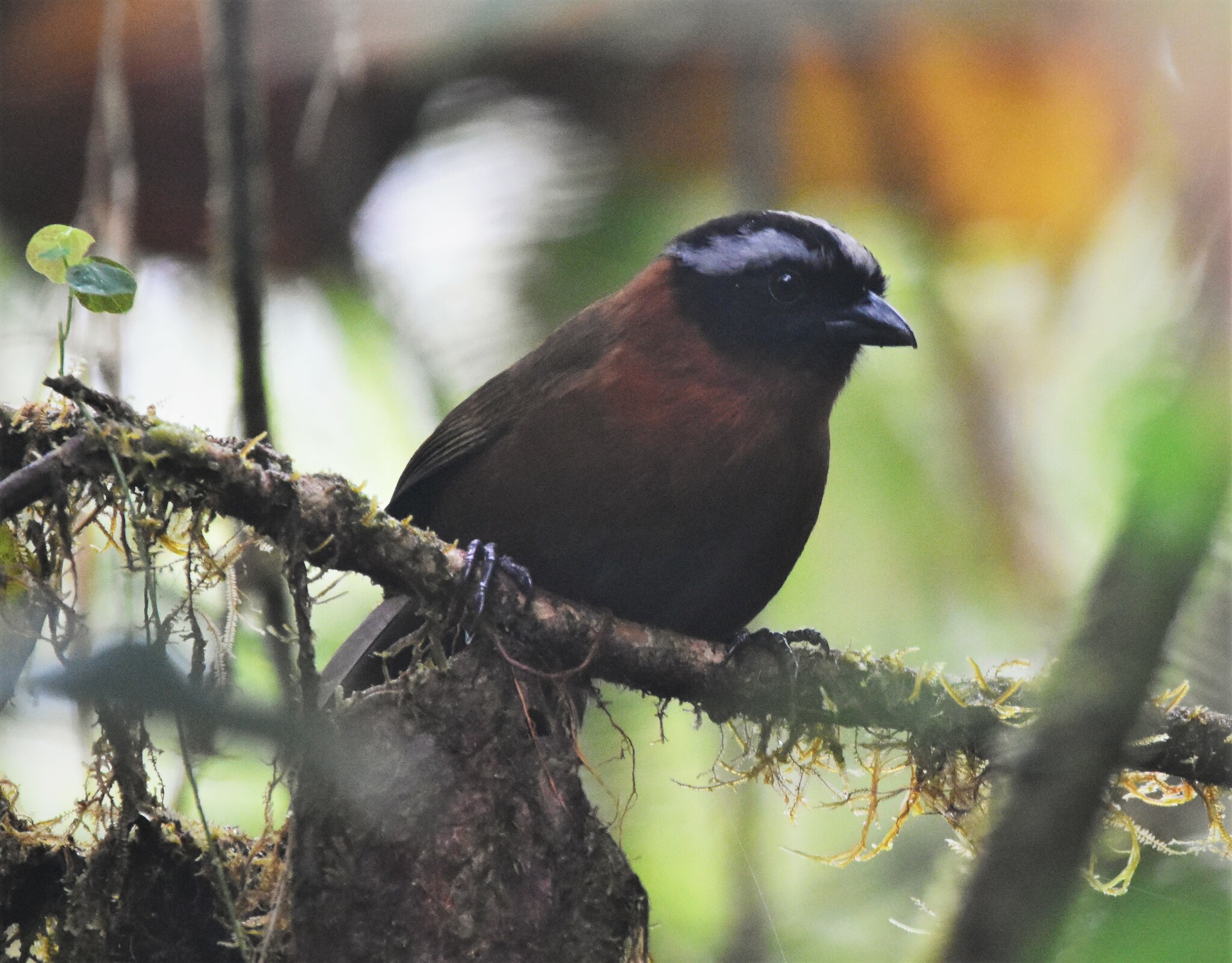 Tanager Finch (Oreothraupis arremonops), photo 9