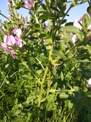 Ononis arvensis