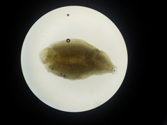 Glossiphoniidae