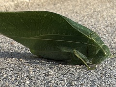 Microcentrum rhombifolium