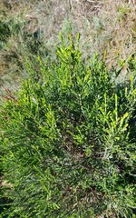 Passerina