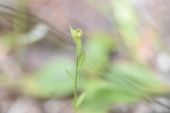 Linum medium texanum