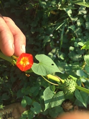 Ipomoea coccinea