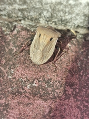 Chalcopis glandulosa