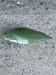 Microcentrum rhombifolium