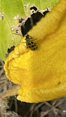 Diabrotica undecimpunctata