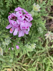 Pelargonium radens
