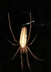 Tetragnatha extensa