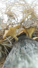 Lentinus