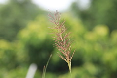 Leptochloa panicea