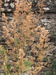 Macleaya