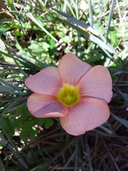 Oxalis obtusa