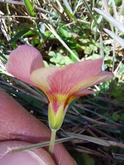 Oxalis obtusa