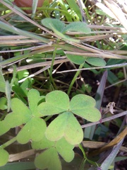 Oxalis obtusa