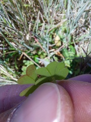 Oxalis obtusa
