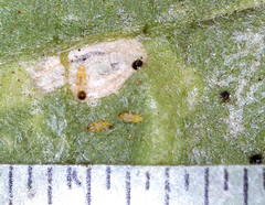 Thysanoptera