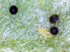 Thysanoptera