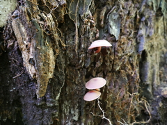 Callistosporium purpureomarginatum