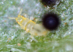 Thysanoptera