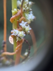 Cuscuta gronovii