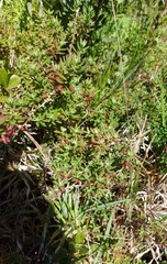 Tetragonia fruticosa